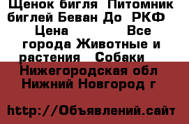 Щенок бигля. Питомник биглей Беван-До (РКФ) › Цена ­ 20 000 - Все города Животные и растения » Собаки   . Нижегородская обл.,Нижний Новгород г.